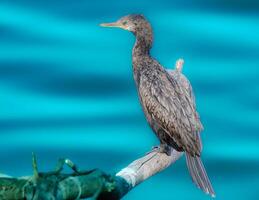 The Neotropic Cormorant, also called the Olivaceous Cormorant photo