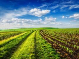 Rolling fields of Moravia photo