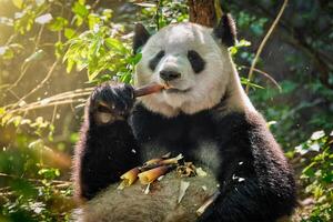 Giant panda bear in China photo