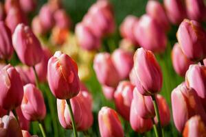 floreciente tulipanes cama de flores en keukenhof flor jardín, Holanda foto