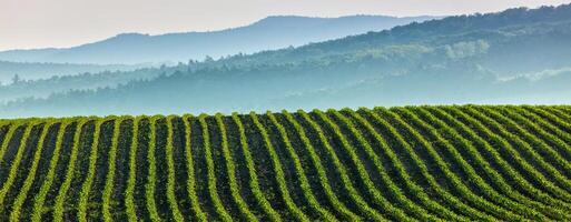 Panorama of furrows with sprouts in rolling ploughed fields photo