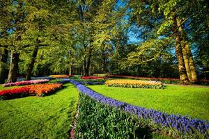 Blooming tulips flowerbed in Keukenhof flower garden, Netherland photo