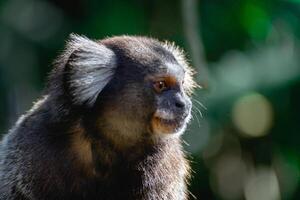 close up from a Sagui monkey in the wild, in the countryside of Sao Paulo Brazil. photo