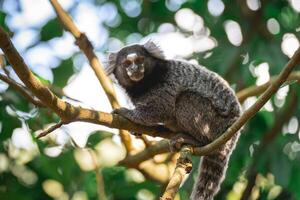 close up from a Sagui monkey in the wild, in the countryside of Sao Paulo Brazil. photo