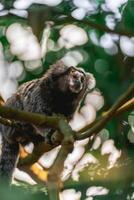 cerca arriba desde un saguí mono en el salvaje, en el campo de sao paulo Brasil. foto