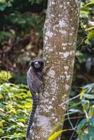 Sagui monkey in the wild, in the countryside of Sao Paulo Brazil. photo