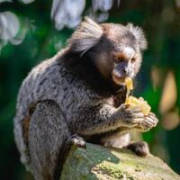 saguí mono en el salvaje comiendo un pedazo de banana, en el campo de sao paulo Brasil. foto