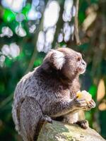 saguí mono en el salvaje comiendo un pedazo de banana, en el campo de sao paulo Brasil. foto