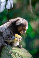 saguí mono en el salvaje comiendo un pedazo de banana, en el campo de sao paulo Brasil. foto