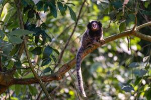 Sagui monkey in the wild, in the countryside of Sao Paulo Brazil. photo