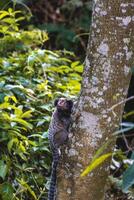 Sagui monkey in the wild, in the countryside of Sao Paulo Brazil. photo