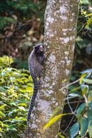 Sagui monkey in the wild, in the countryside of Sao Paulo Brazil. photo