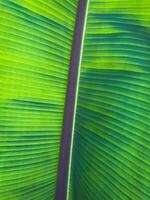 Abstract photo from a big leaf in the forest in Brazil.