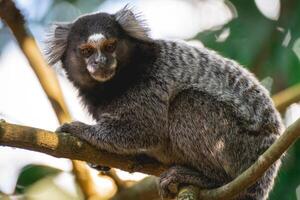 close up from a Sagui monkey in the wild, in the countryside of Sao Paulo Brazil. photo