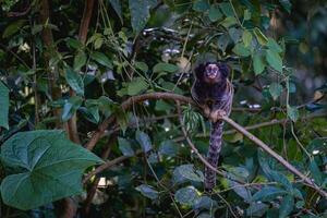 saguí mono en el salvaje, en el campo de sao paulo Brasil. foto