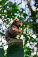 saguí mono en el salvaje comiendo un pedazo de banana, en el campo de sao paulo Brasil. foto