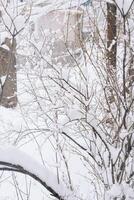 tree branch during snowfall, against the backdrop of the city, close-up photo