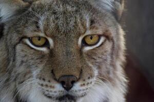 salvaje belleza, íntimo retrato de un lince en sus natural habitat foto