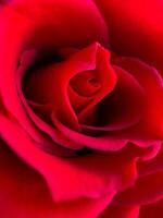 cerca arriba de un profundo rojo Rosa floración, macro fotografía para romántico conceptos y primavera diseños con un atención en pétalo textura. foto