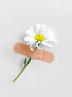 One daisy flower with stem fixed by  adhesive bandage on a white textured wall, minimalistic and creative healing concept. photo