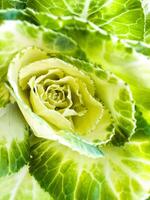 Macro shot of variegated green and yellow ornamental cabbage leaf pattern. Botanical texture background with copy space for design, wallpaper, and nature themes. photo