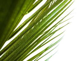 Close up of green palm leaf with natural patterns, translucent with sunlight on white background. Macro photography for botanical design and nature concepts. photo