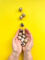 Pair of hands holding quail eggs on yellow background, symbolizing Easter, springtime, and natural food concepts with copy space for text. photo