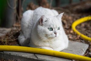 adulto gato raza escocés chinchilla de ligero gris color, camina al aire libre foto