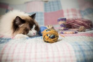 Colored threads, knitting needles and other items for hand knitting and a cute domestic cat Ragdoll photo