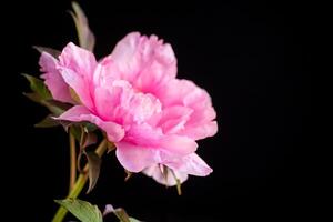 hermosa rosado grande árbol peonía flor en negro antecedentes foto