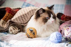 Colored threads, knitting needles and other items for hand knitting and a cute domestic cat Ragdoll photo