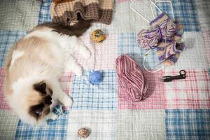 Colored threads, knitting needles and other items for hand knitting and a cute domestic cat Ragdoll photo