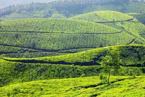 Tea plantations in Kerala, India photo