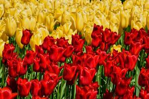 Blooming tulips flowerbed in Keukenhof flower garden, Netherland photo