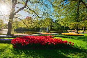 Keukenhof flower garden. Lisse, the Netherlands. photo