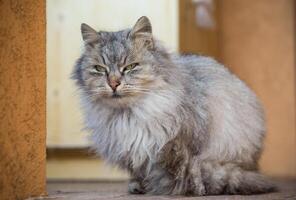 The cat is beautiful, fluffy, gray in color, walks outdoors in winter. photo