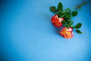 red beautiful blooming rose on blue background photo