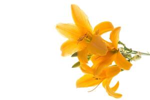 bouquet of beautiful yellow lilies, on white background. photo