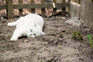 adulto gato raza escocés chinchilla de ligero gris color, camina al aire libre foto