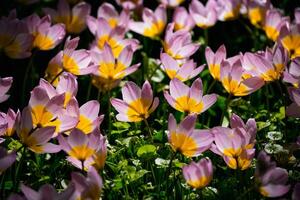 Blooming tulips flowerbed in Keukenhof flower garden, Netherland photo