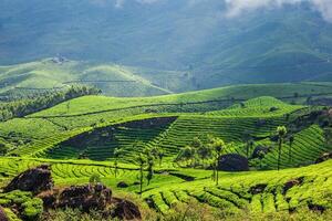 Plantaciones de té verde en Munnar, Kerala, India foto