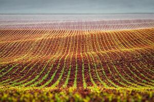 Rolling fields of Moravia photo