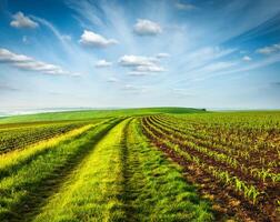 Rolling fields of Moravia photo