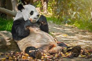 Giant panda bear in China photo