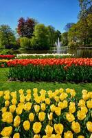 Blooming tulips flowerbed in Keukenhof flower garden, Netherland photo