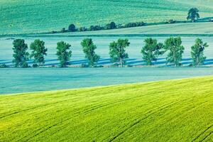 Moravian rolling landscape with trees in morning photo