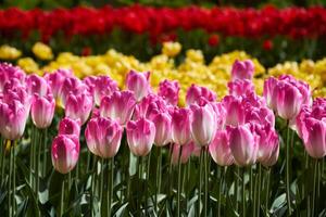 Blooming tulips flowerbed in Keukenhof flower garden, Netherland photo