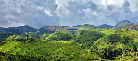 panorama de té plantaciones foto