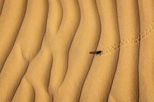 Scarab Scarabaeus beetle on desert sand photo