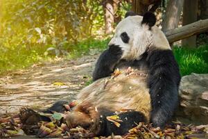 Giant panda bear in China photo